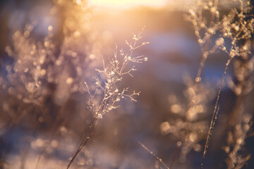 家中放什么花最旺宅（盘点九种旺财又旺宅的植物）